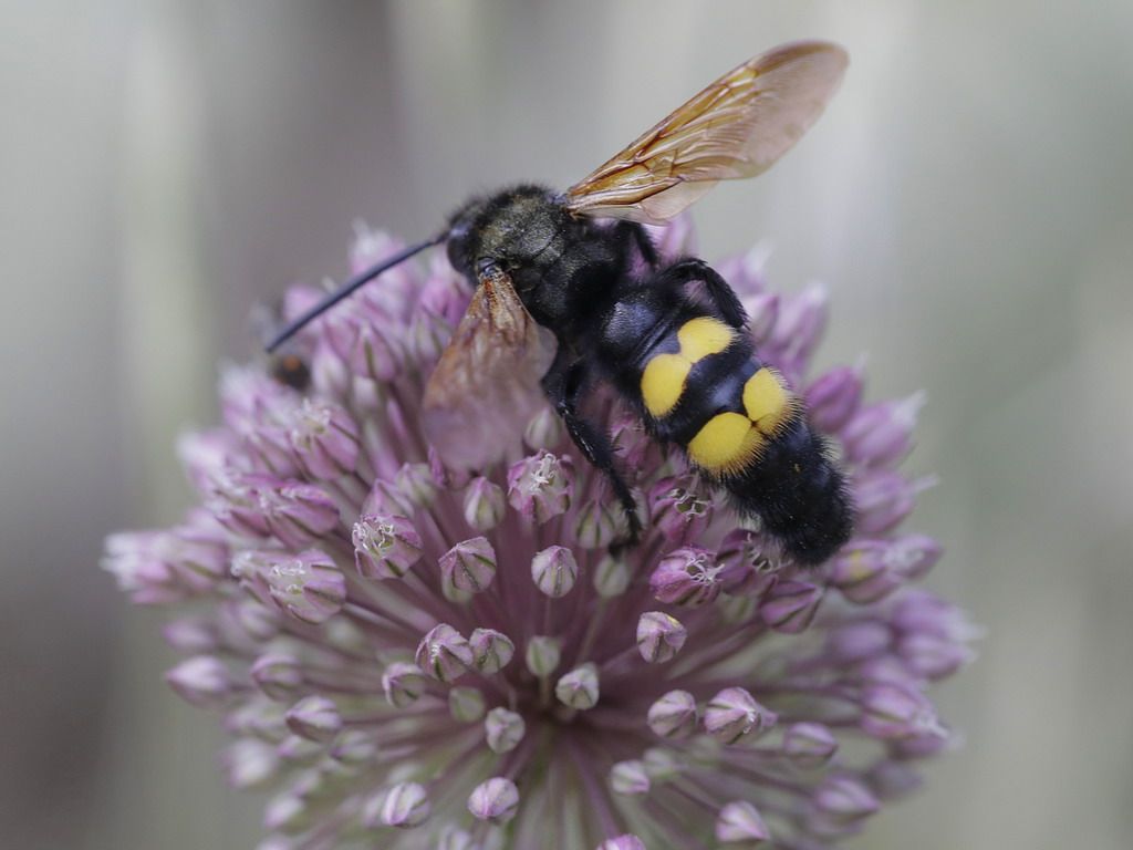 Scoliidae - maschio di Megascolia maculata flavifrons